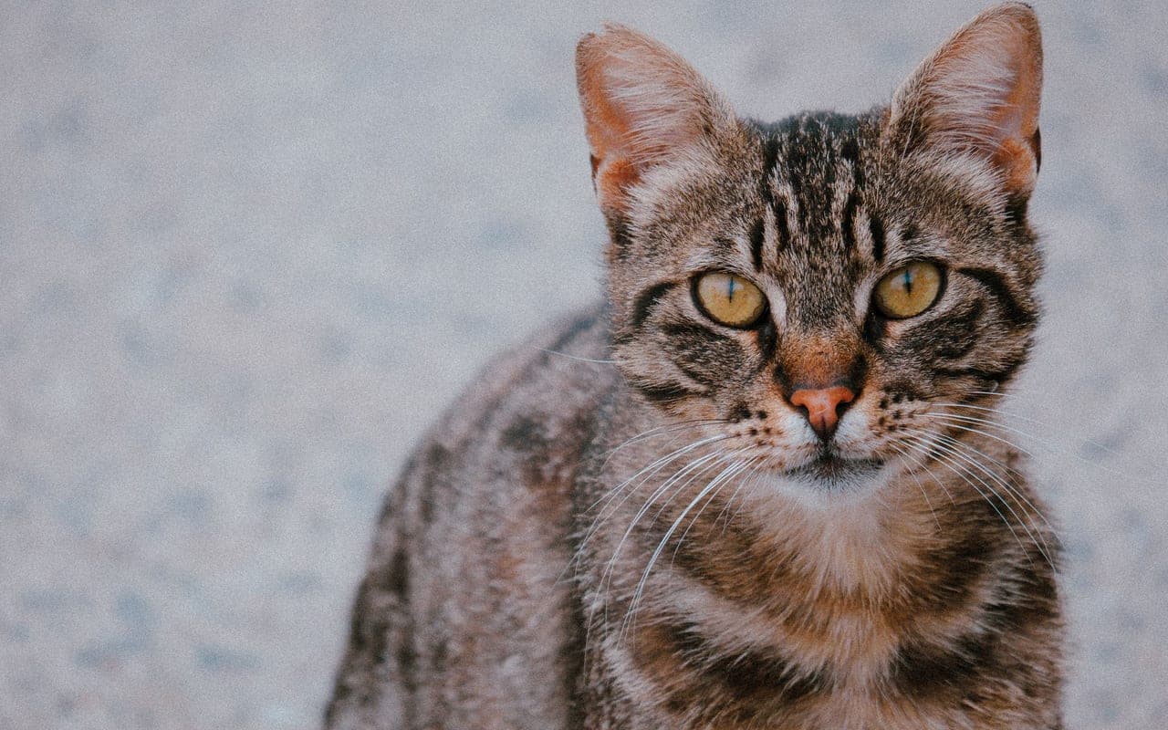 Egyptian Mau — photo by Yusuf Çelik (Pexels)