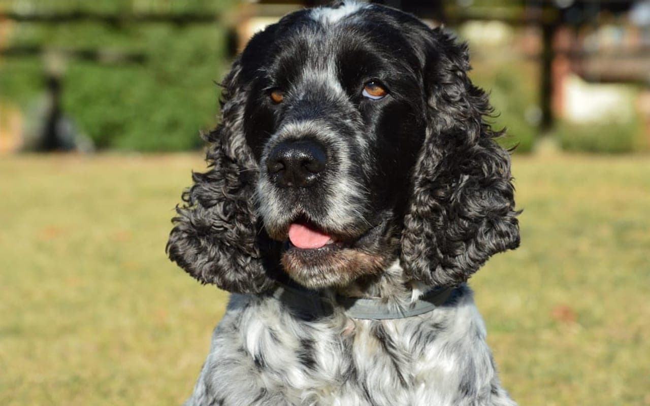 English Cocker Spaniel