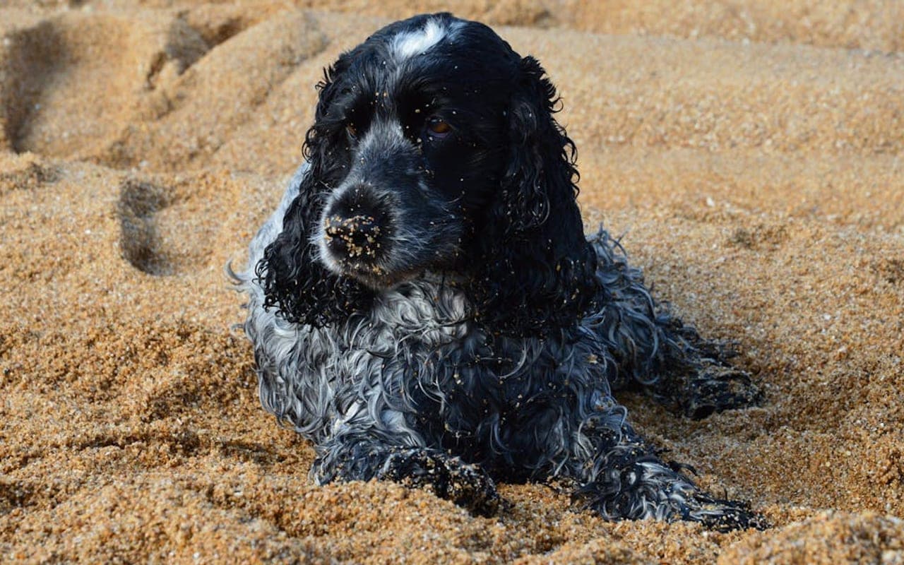 English Cocker Spaniel — gallery 3