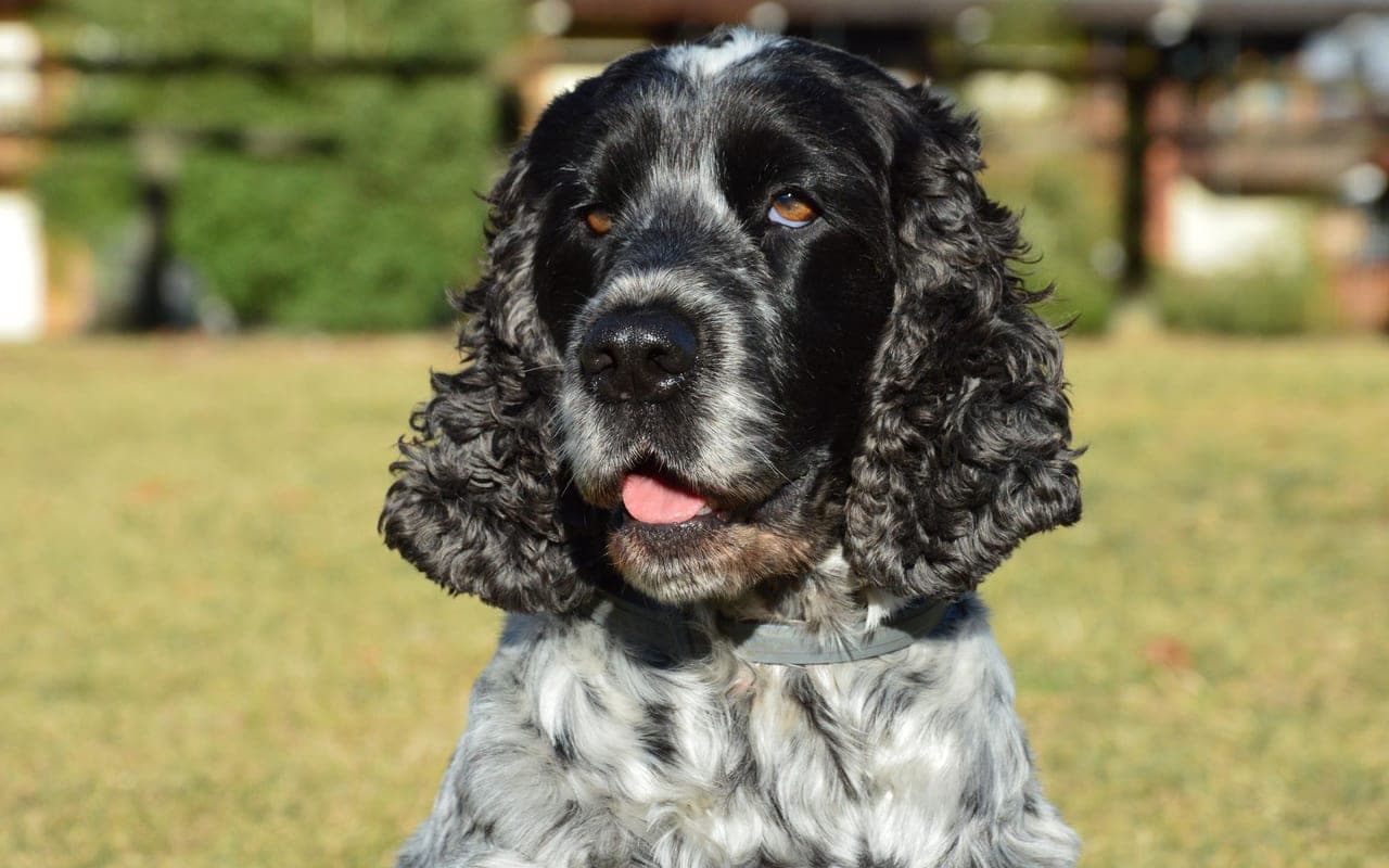 English Cocker Spaniel — photo by SlimMars 13 (Pexels)