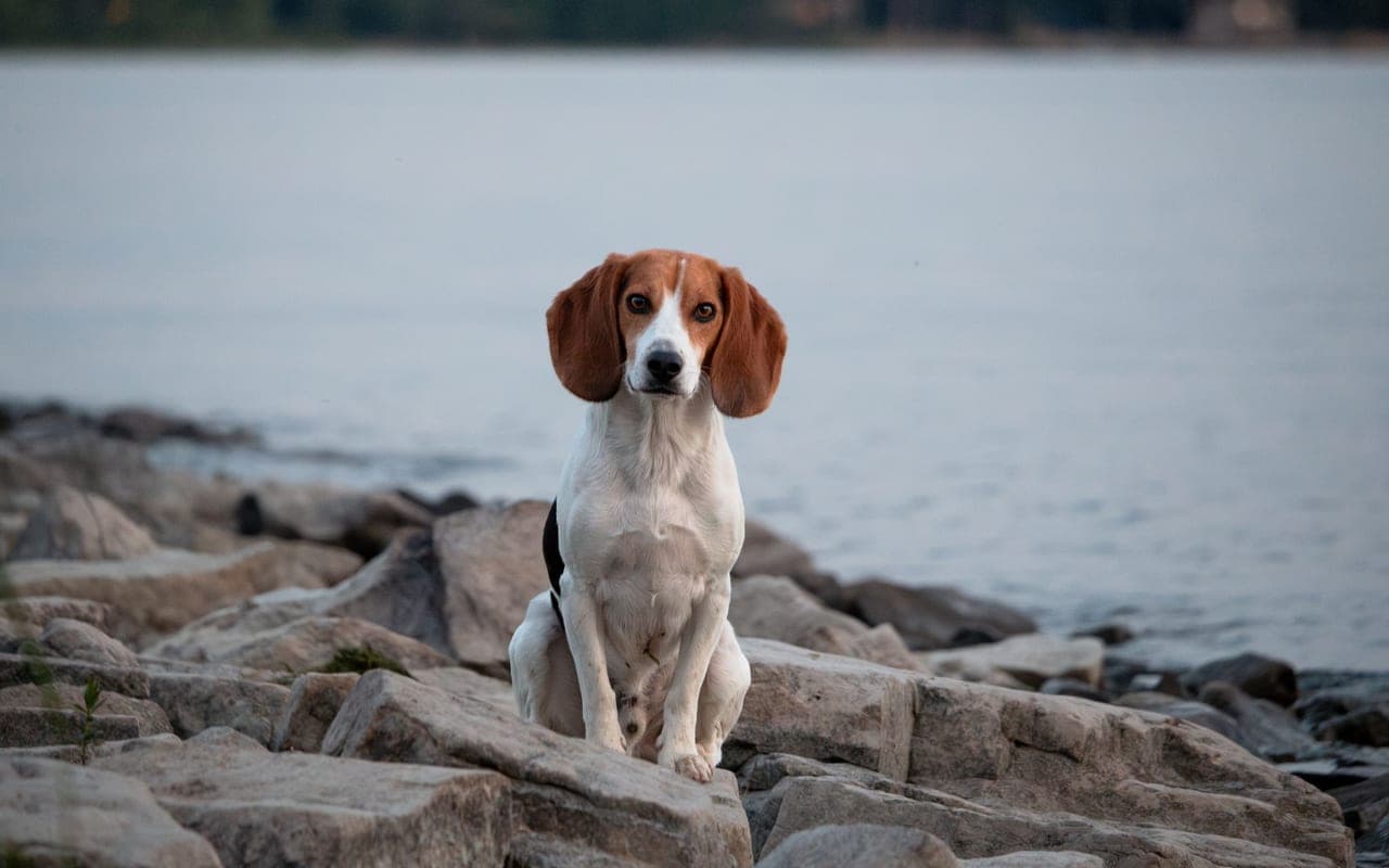 English Foxhound — photo by Kim Dubois (Pexels)