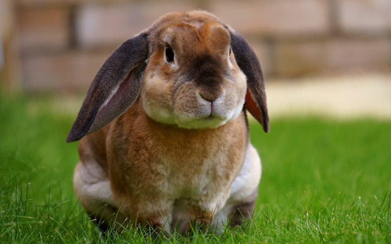 English Lop — gallery 1 (Pexels)