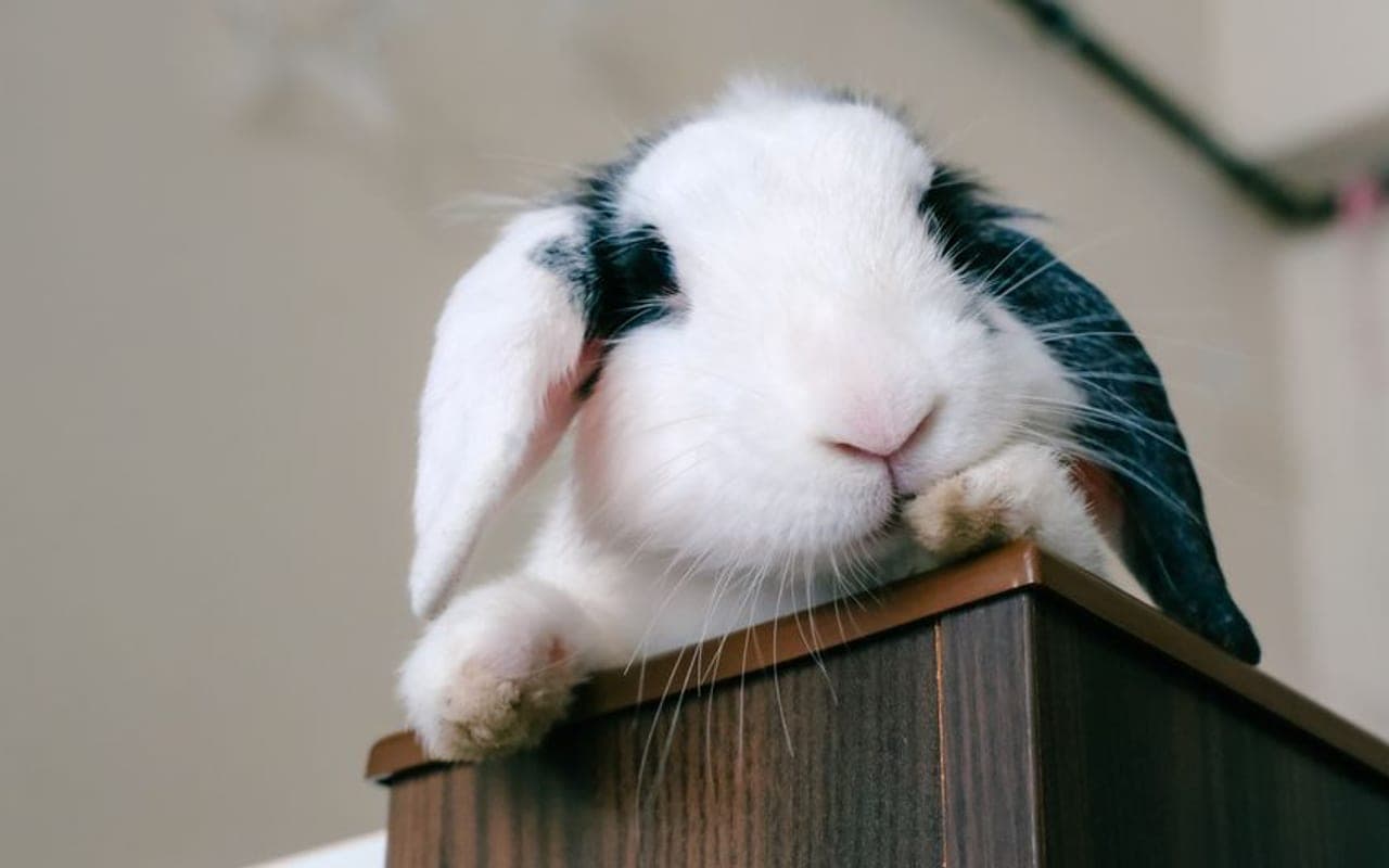 English Lop — gallery 2 (Pexels)