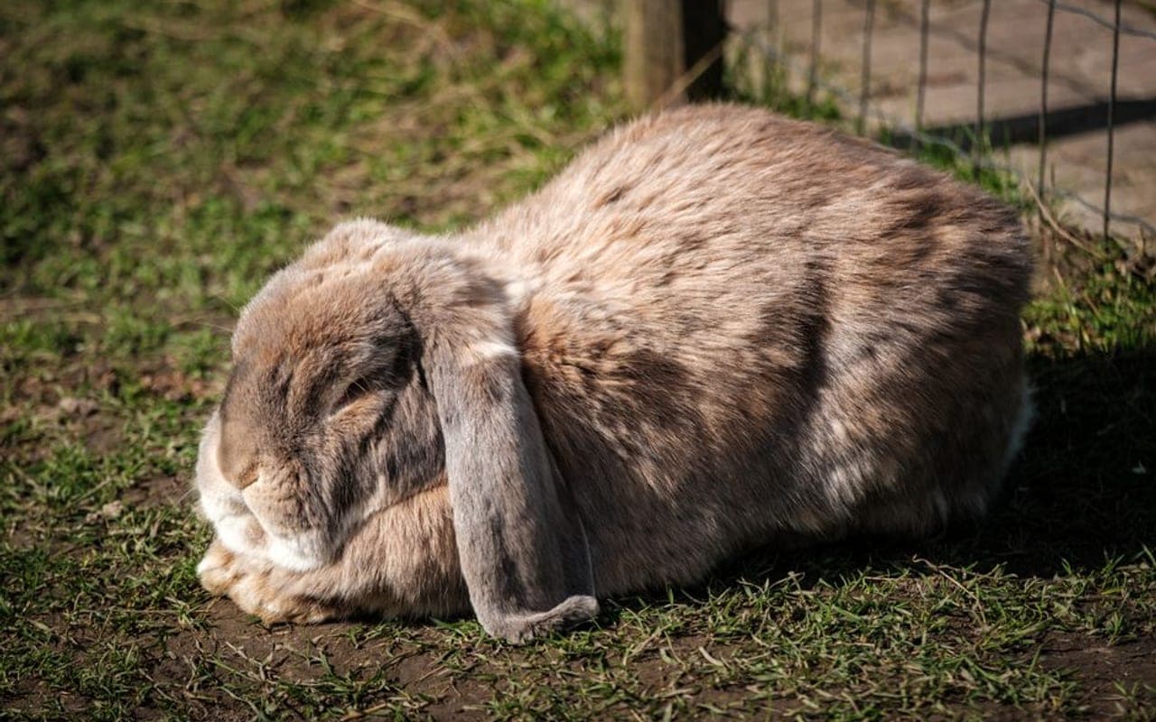 English Lop — gallery 4 (Pexels)