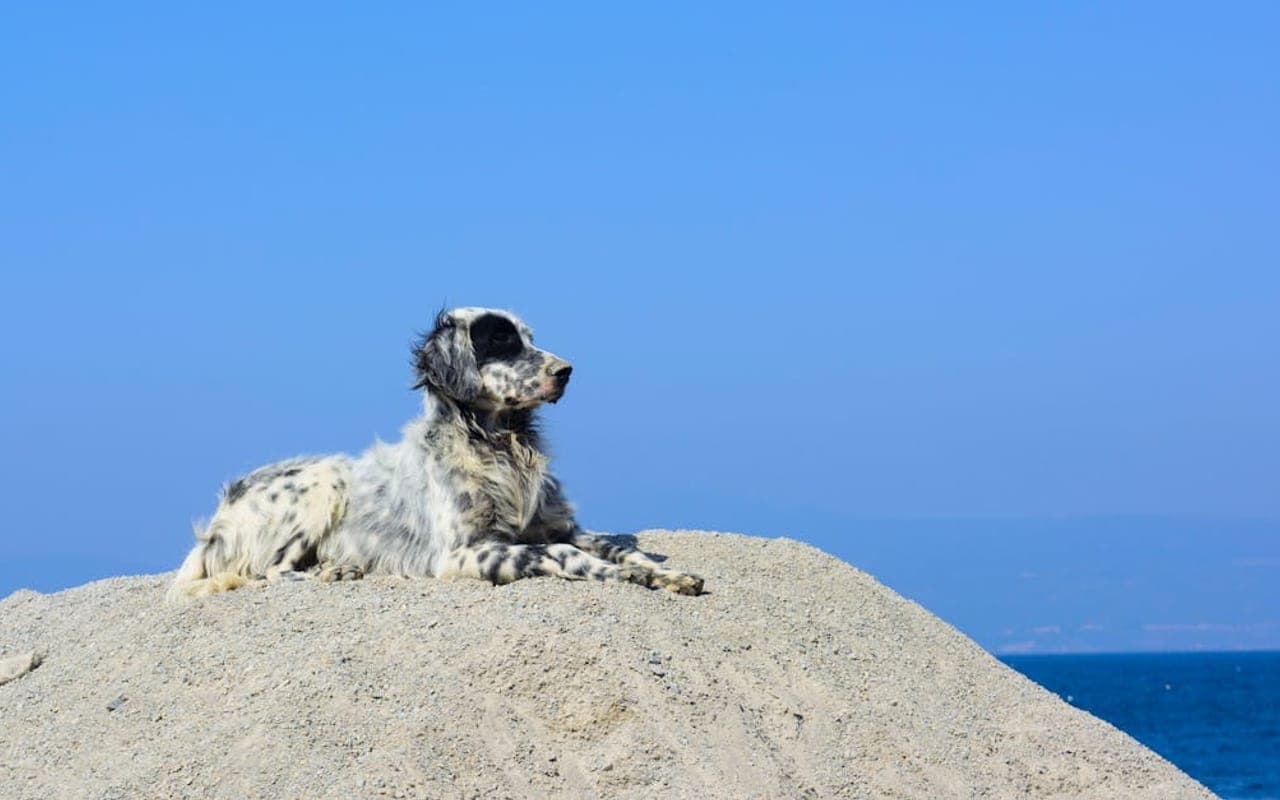 English Setter