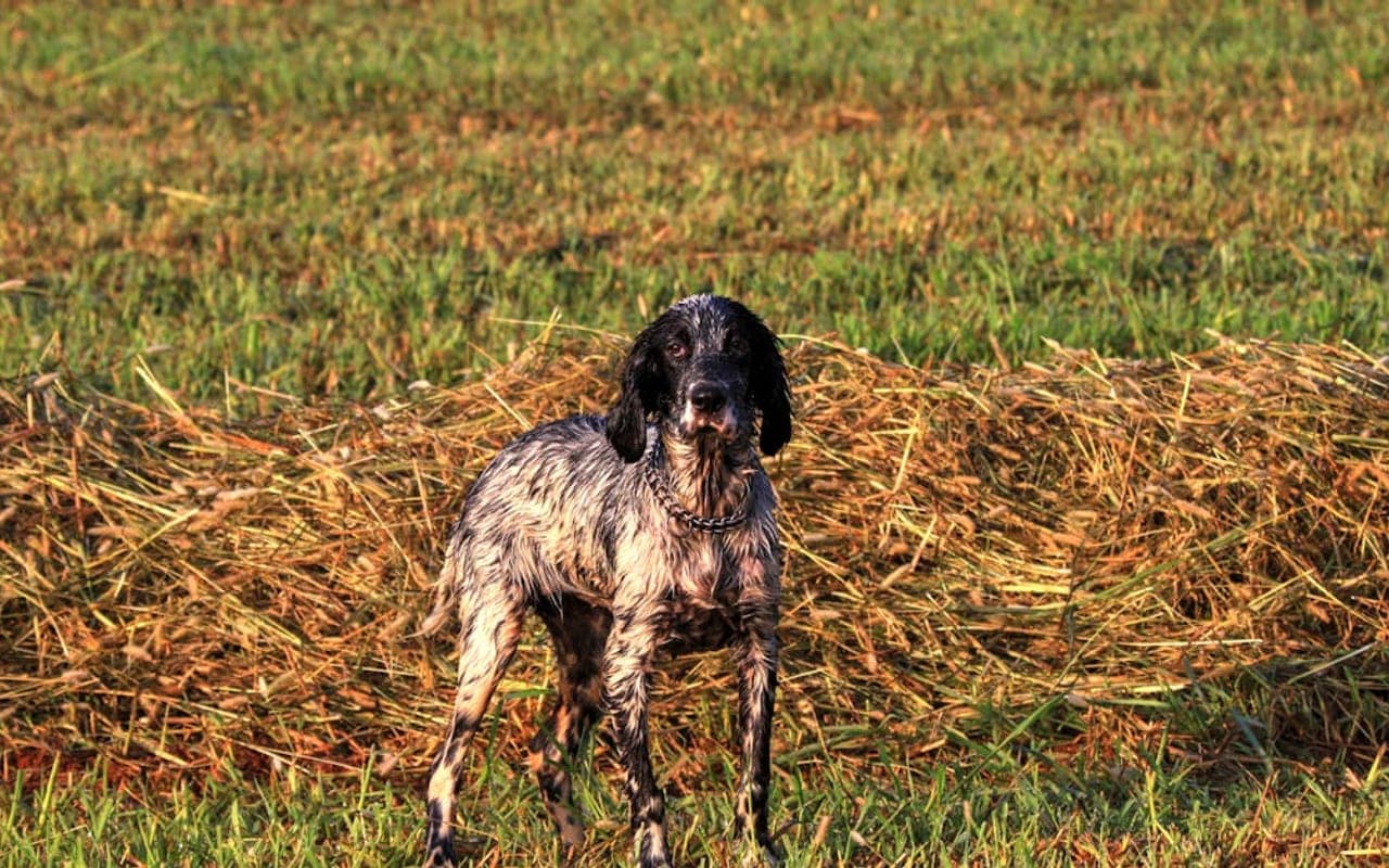 English Setter — gallery 2