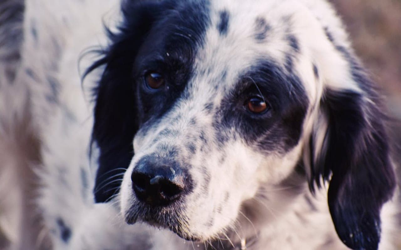 English Setter — gallery 3
