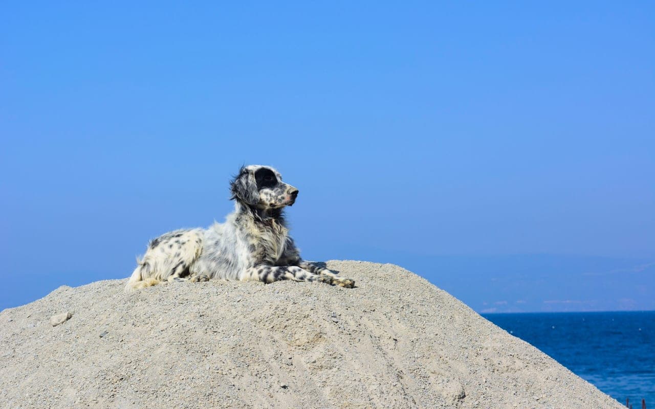 English Setter — photo by Barbaros Gültekin (Pexels)