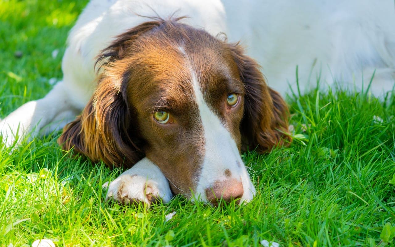 English Springer Spaniel