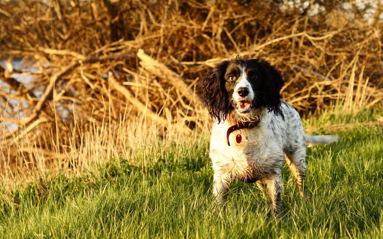 English Springer Spaniel — photo by Scot Mulligan (Pexels)