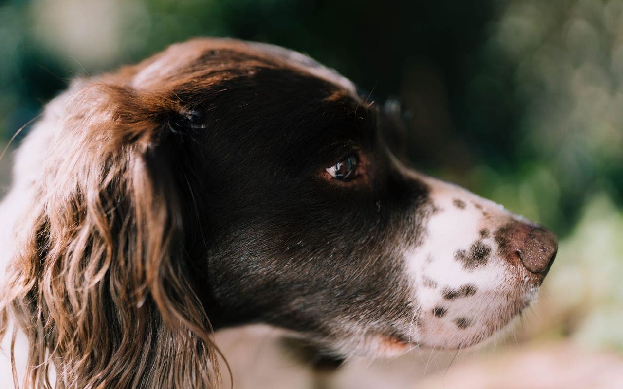 English Springer Spaniel — photo by Spencer Dowdeswell (Pexels)