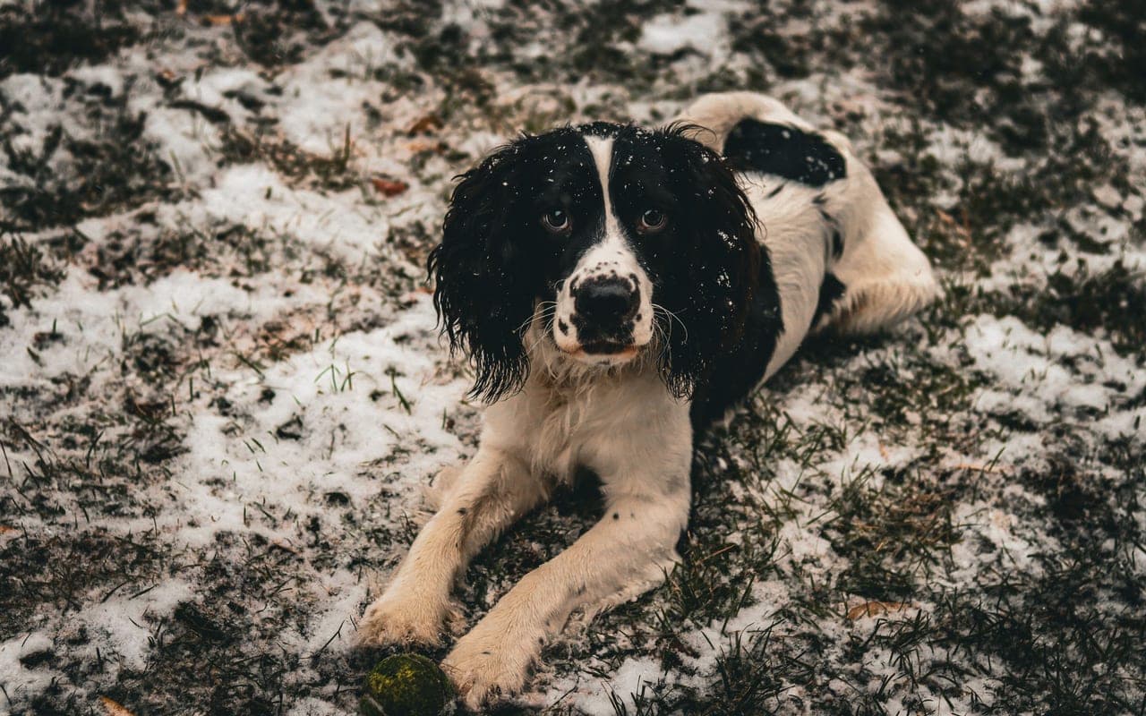 English Springer Spaniel — photo by Jack Farinella (Pexels)
