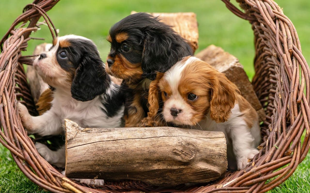 English Toy Spaniel