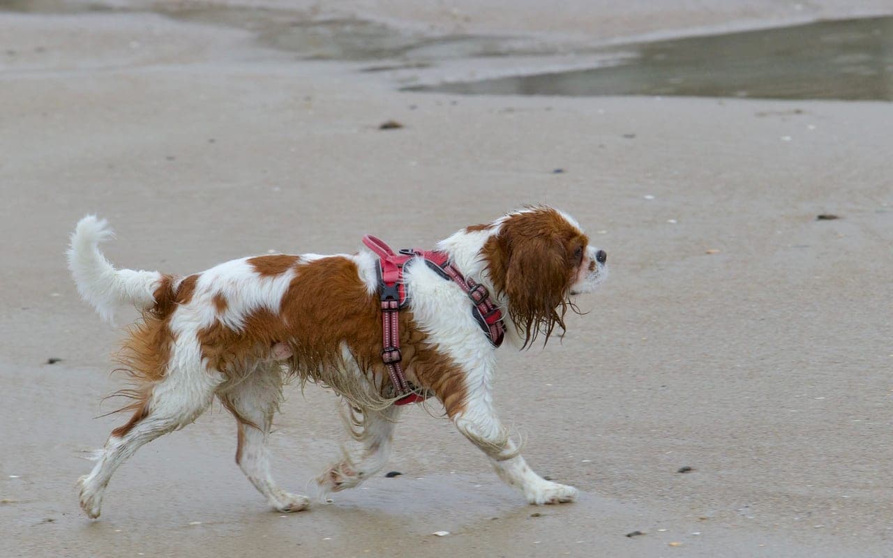 English Toy Spaniel — photo by Jean-Francois Frenel (Pexels)