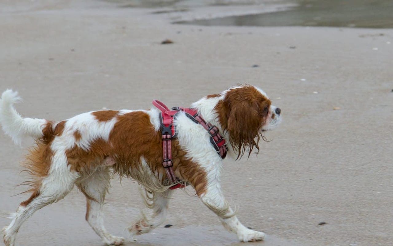 English Toy Spaniel — gallery 3