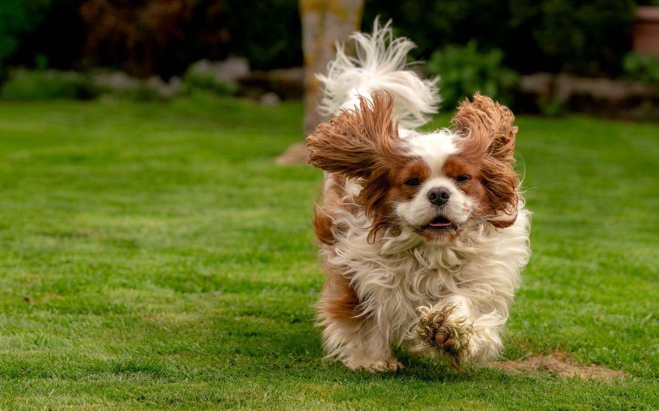 English Toy Spaniel — photo by Susanne Jutzeler, suju-foto (Pexels)