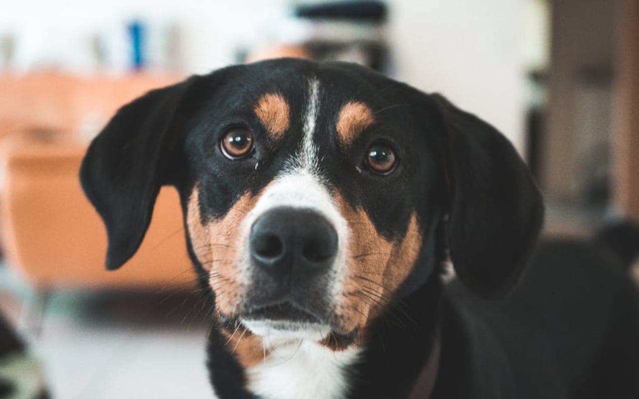 Entlebucher Mountain Dog