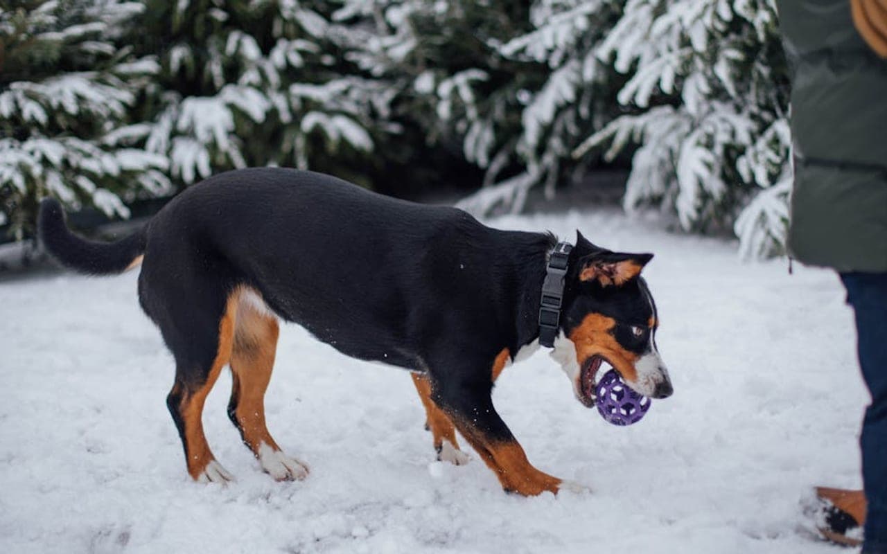 Entlebucher Mountain Dog — gallery 3
