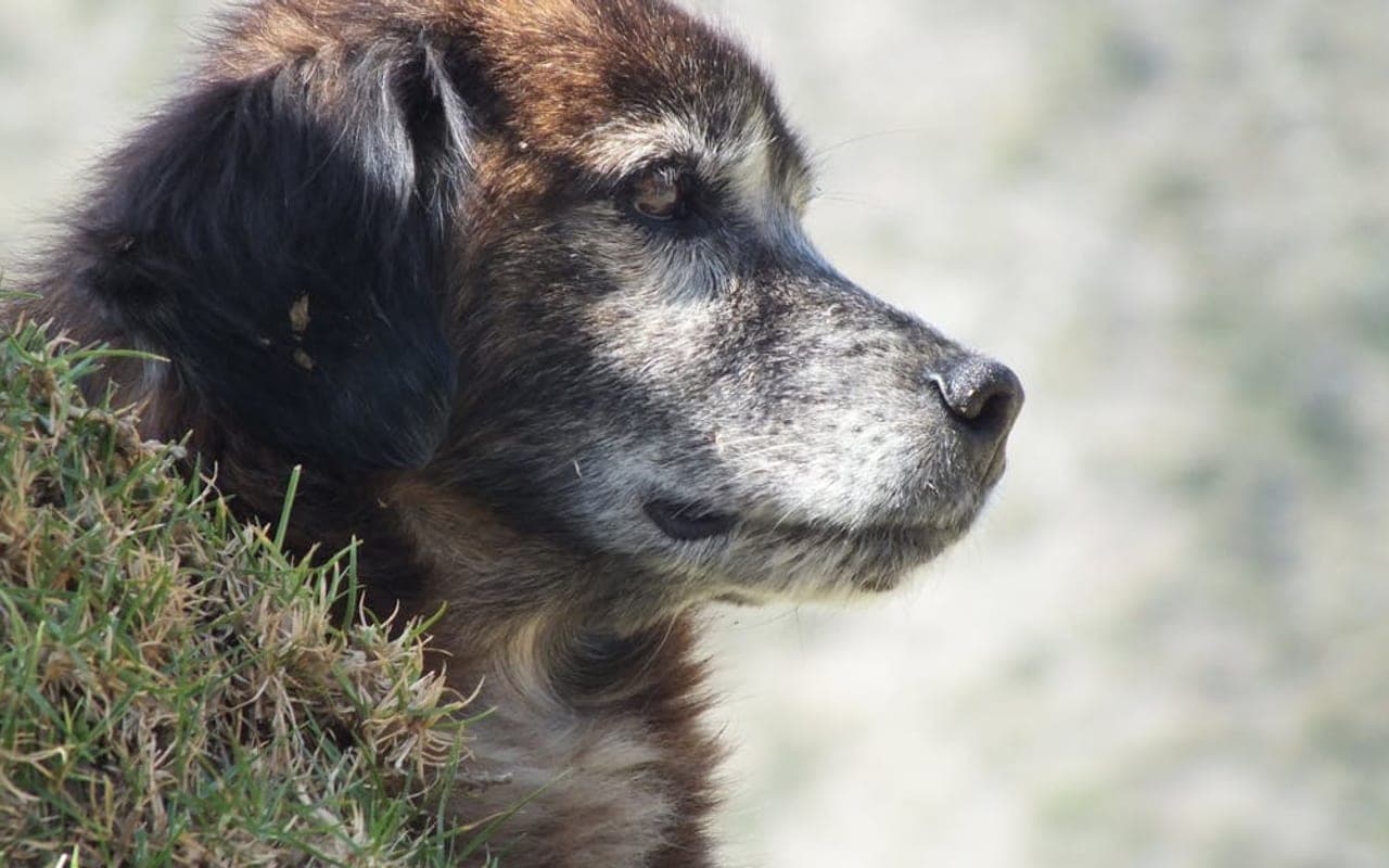 Estrela Mountain Dog — gallery 2