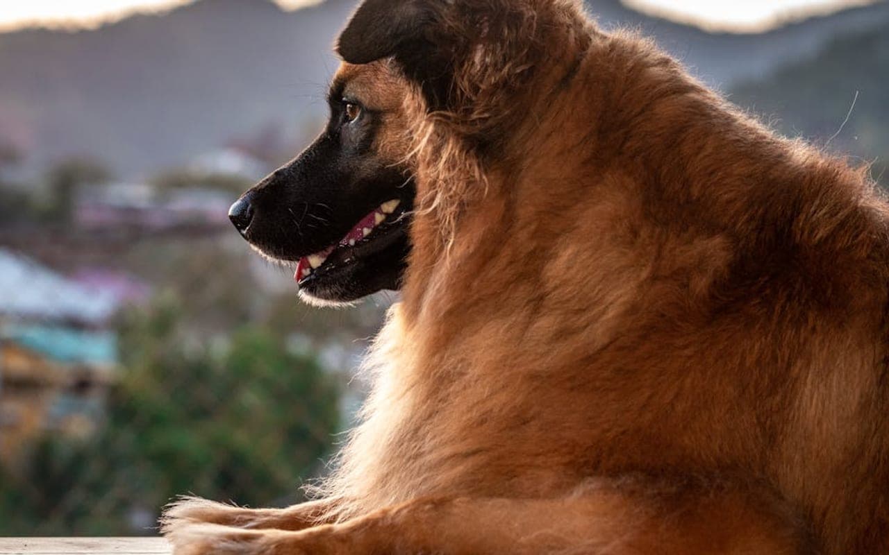 Estrela Mountain Dog — gallery 3