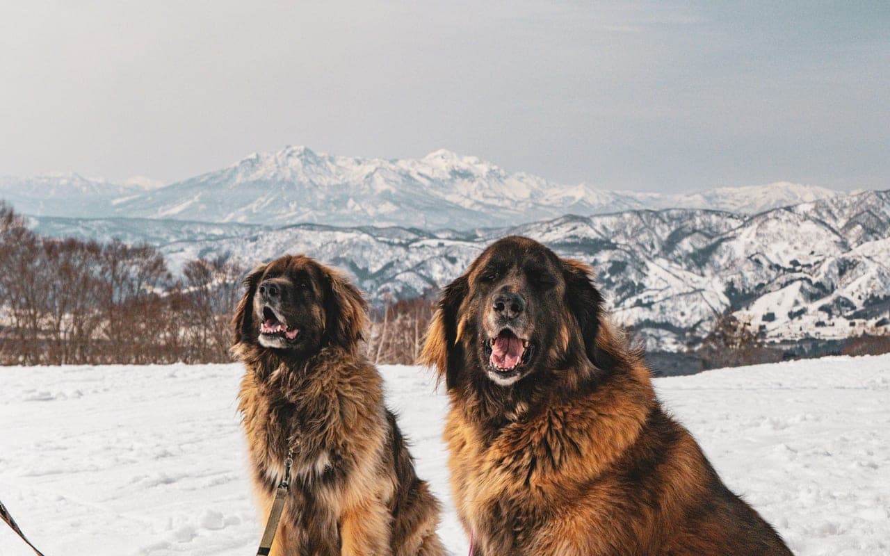 Estrela Mountain Dog — photo by Toki No Ori (Pexels)