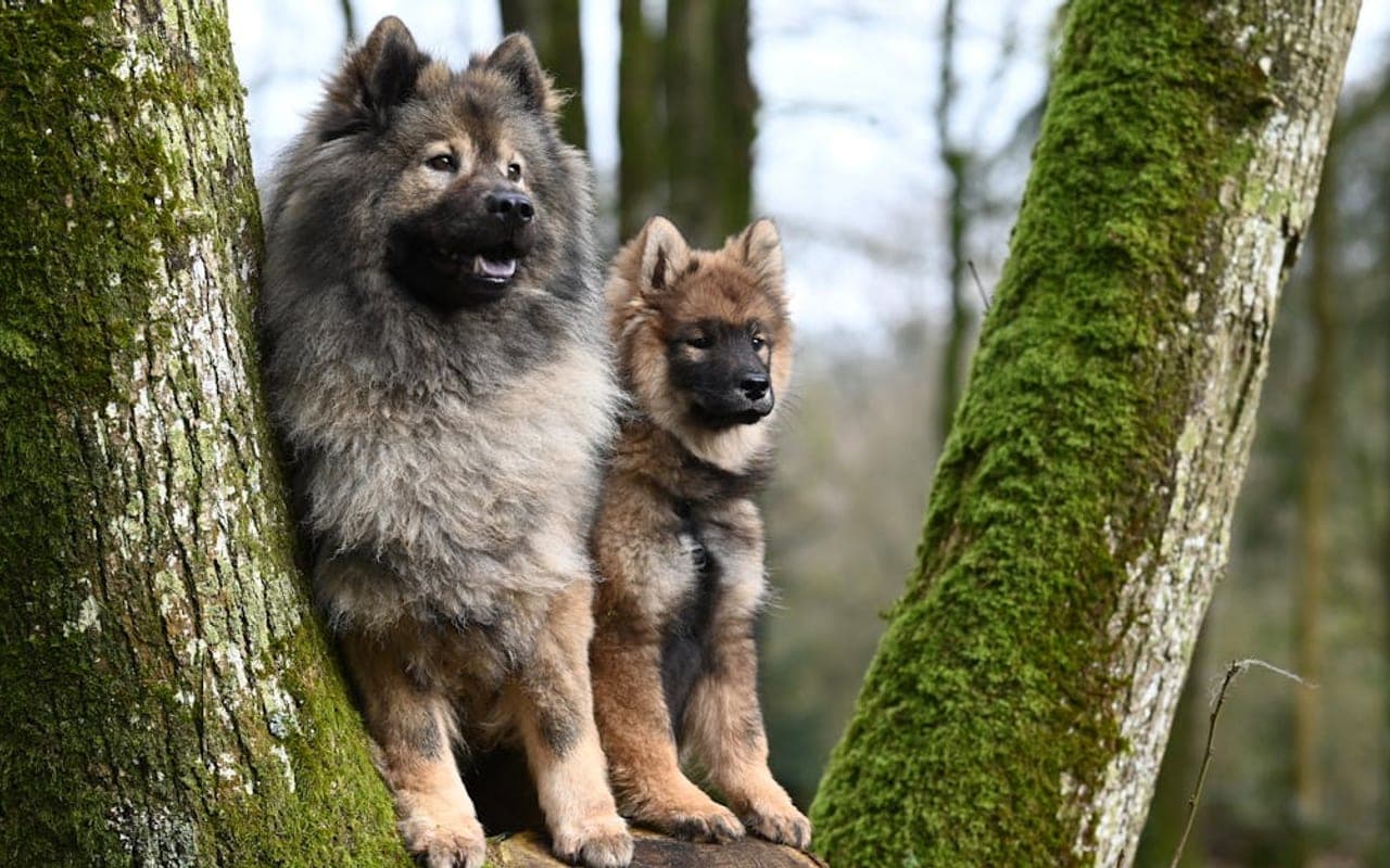 Eurasier dog breed portrait