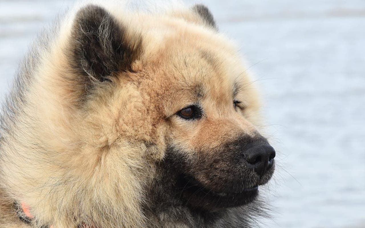 Eurasier — gallery 2