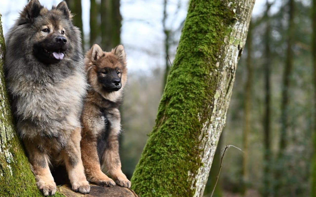Eurasier — gallery 3