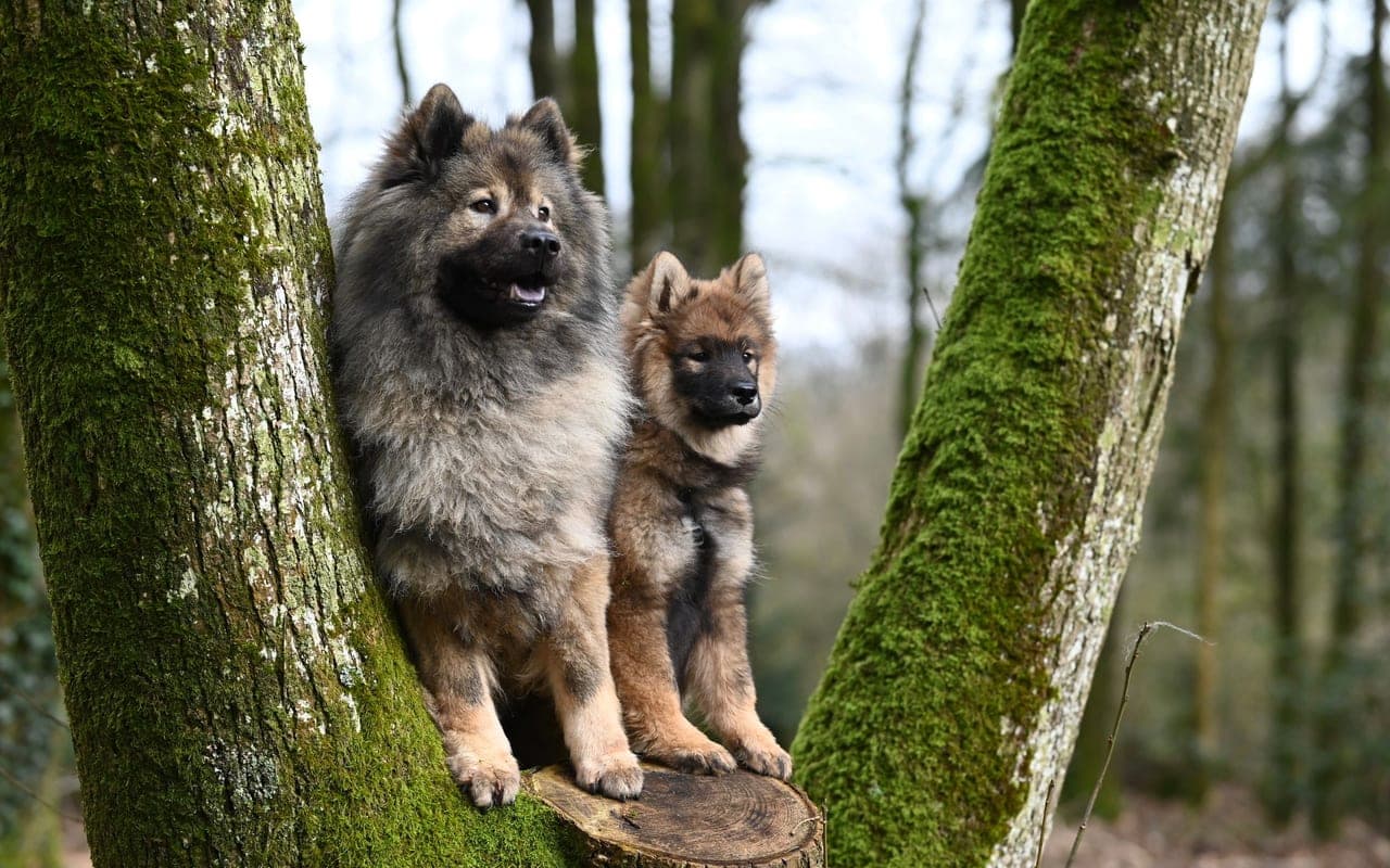 Eurasier — photo by JacLou DL (Pexels)