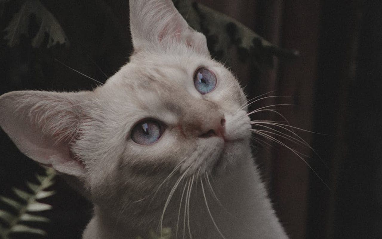 European Burmese — gallery 3