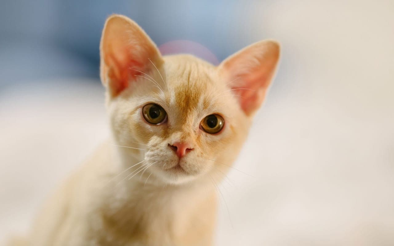 European Burmese — photo by Isaak Cole (Pexels)