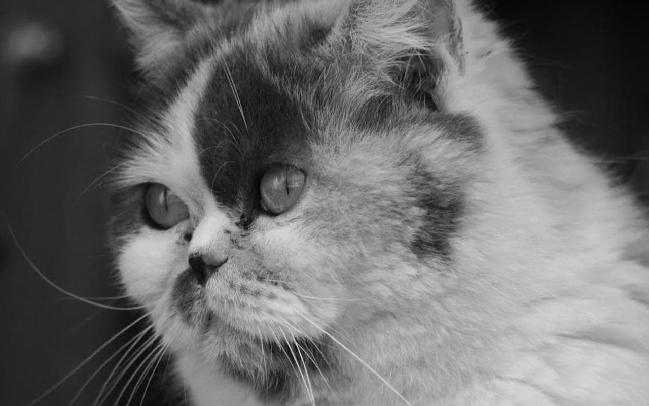 Exotic Shorthair