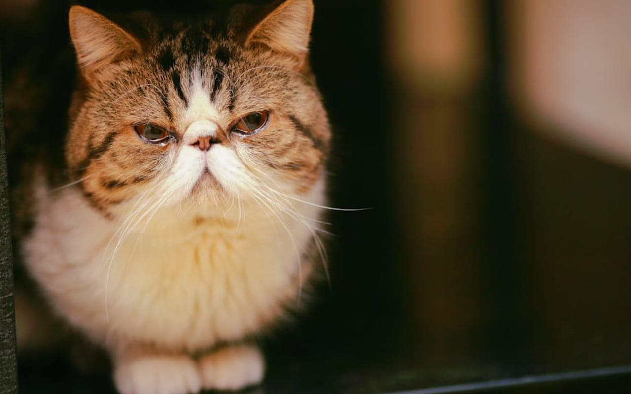 Exotic Shorthair — gallery 2