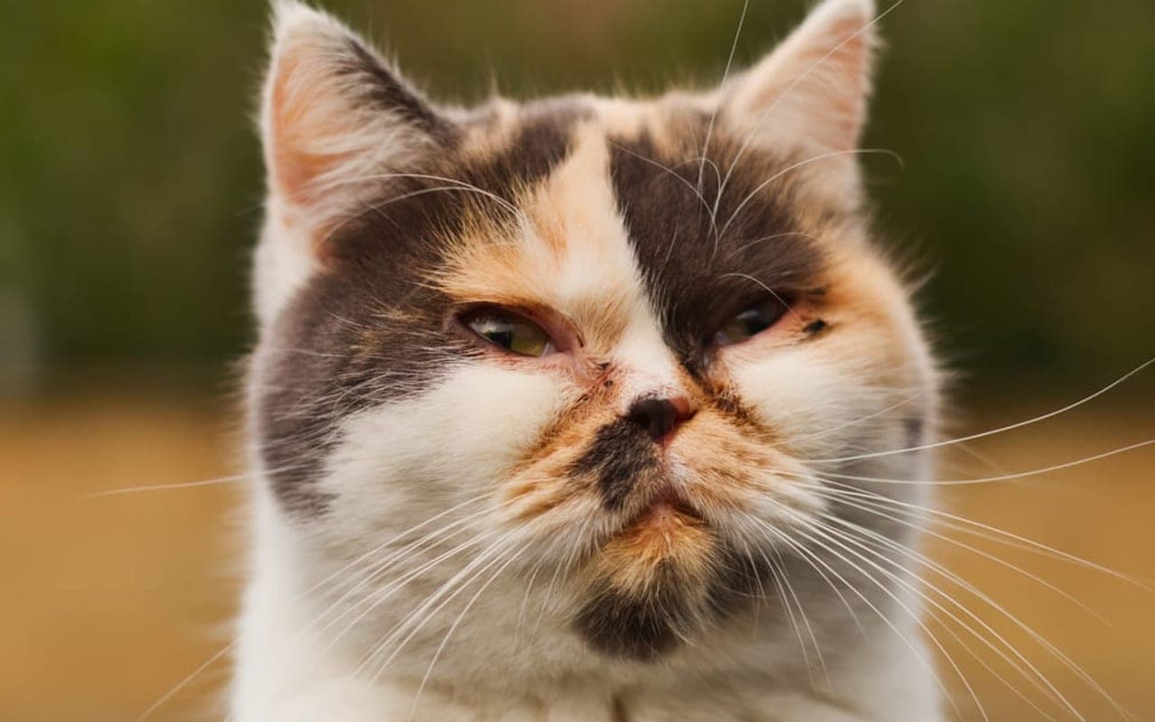 Exotic Shorthair — gallery 3