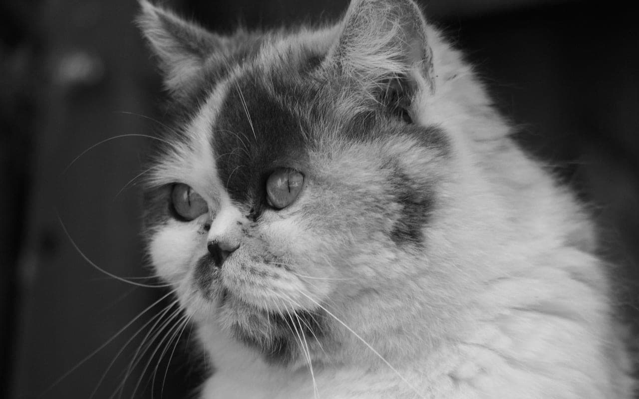 Exotic Shorthair — photo by Altaf Shah (Pexels)