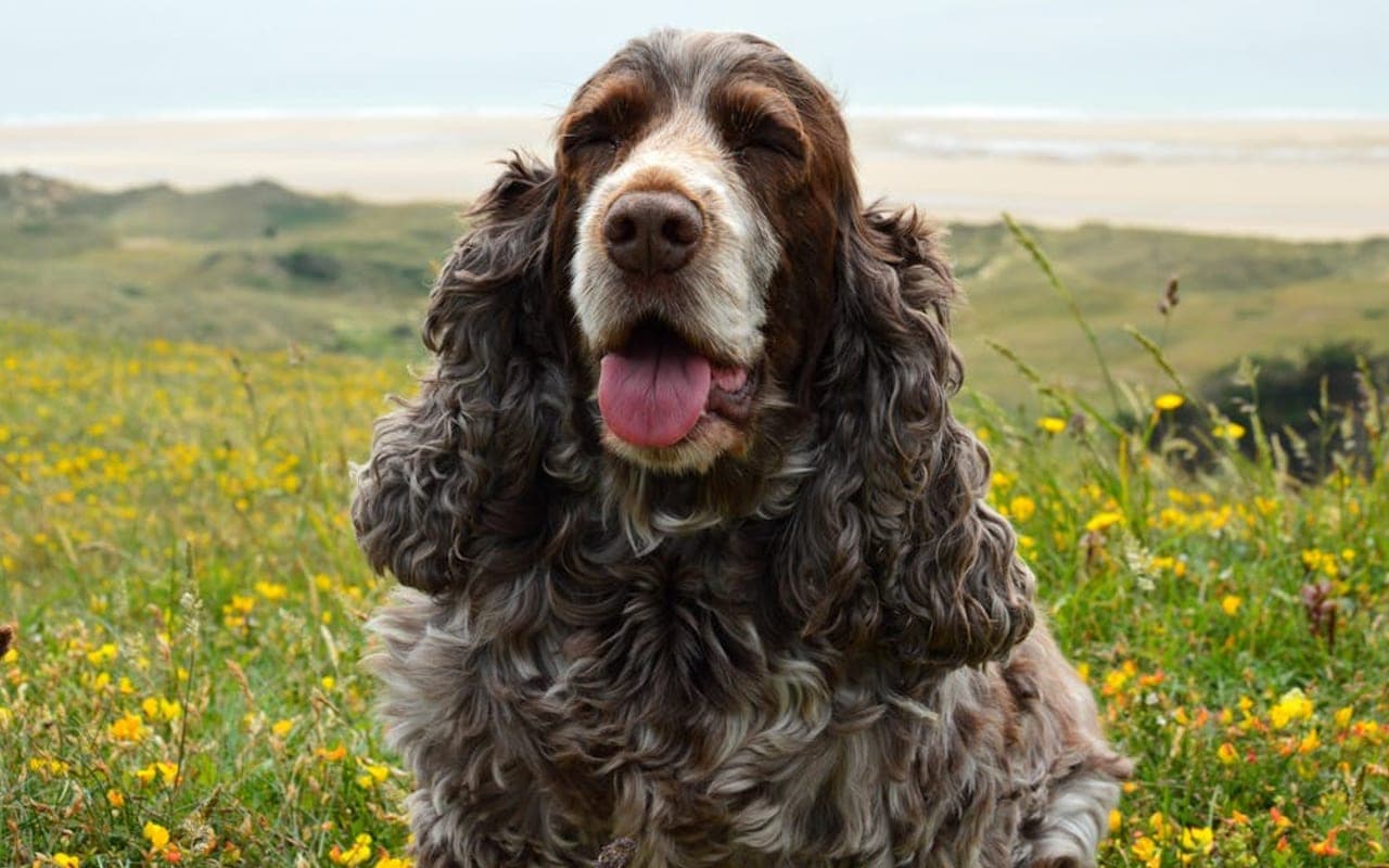 Field Spaniel