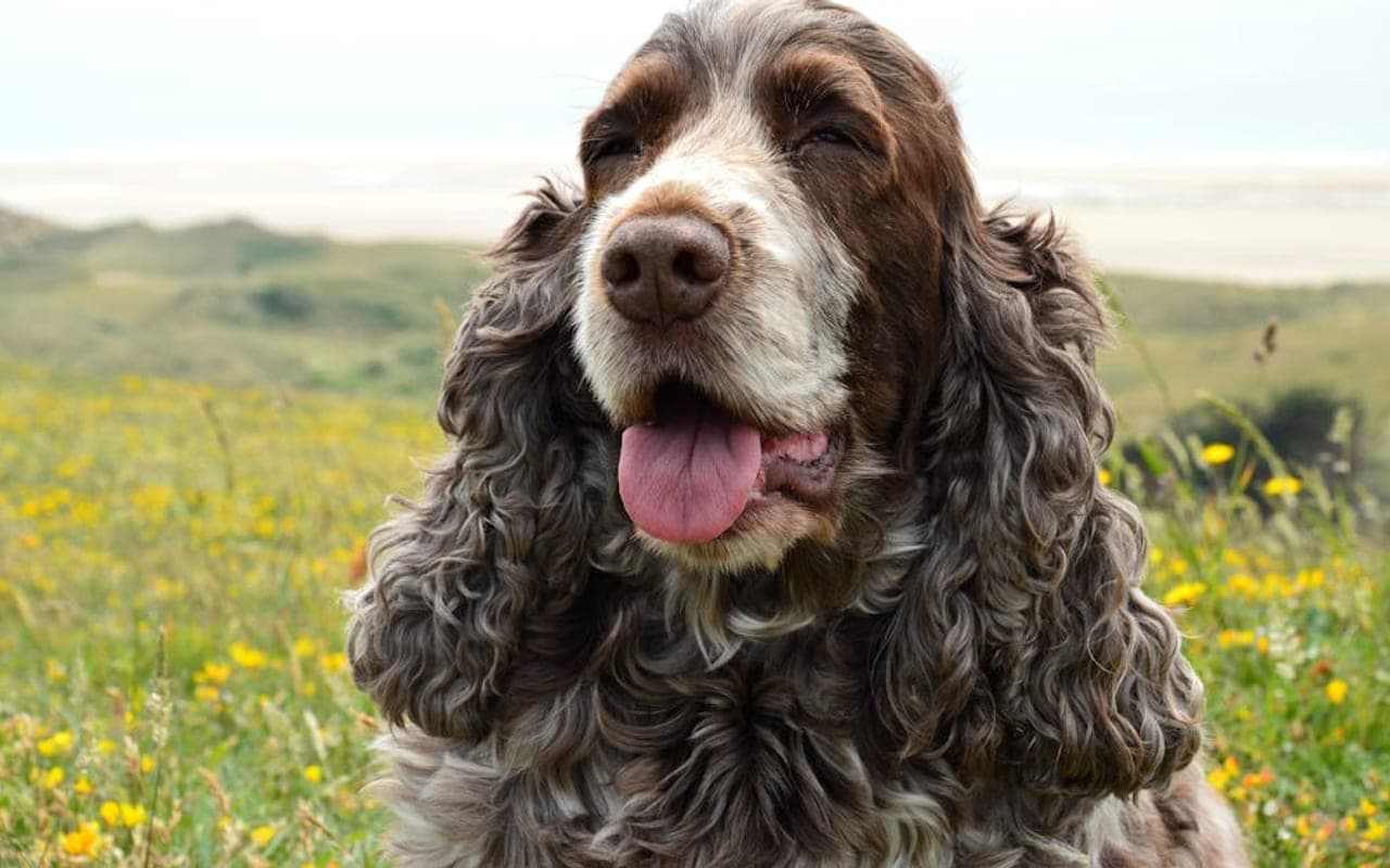 Field Spaniel — gallery 2