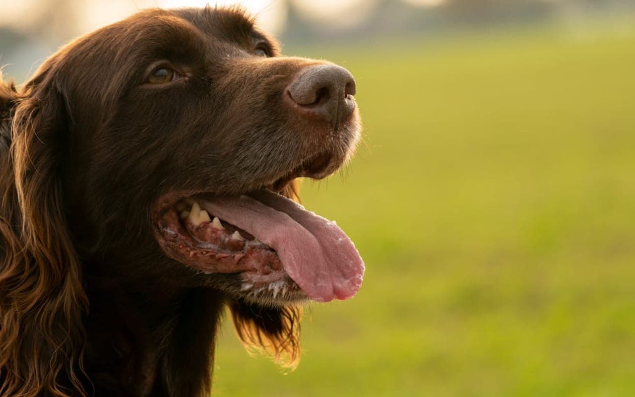 Field Spaniel — gallery 3