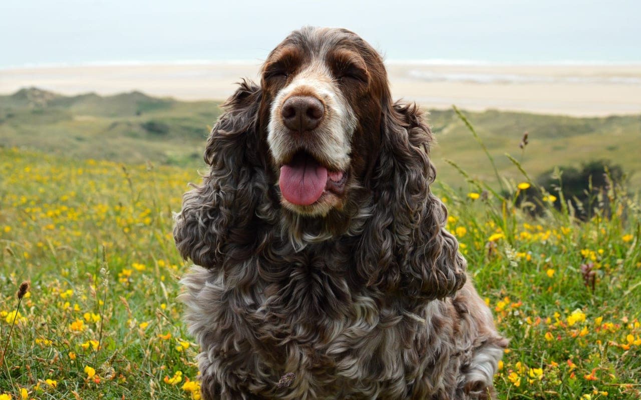 Field Spaniel — photo by SlimMars 13 (Pexels)