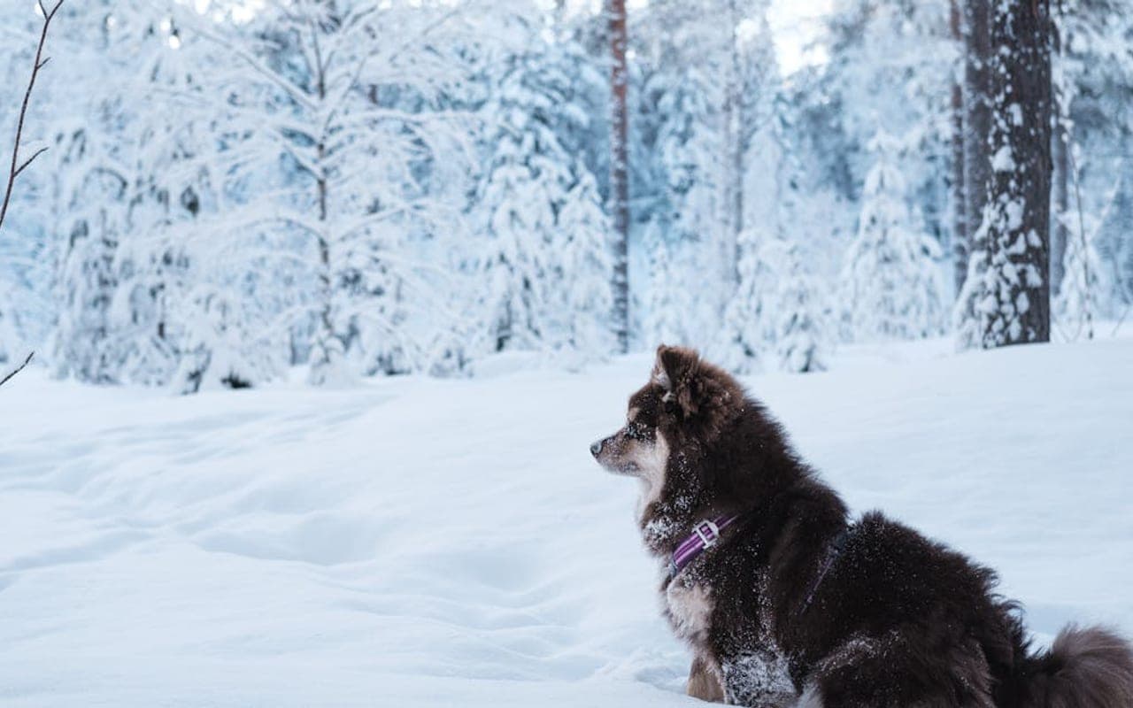 Finnish Lapphund