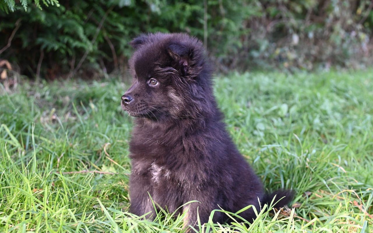 Finnish Lapphund — photo by JacLou- DL (Pexels)