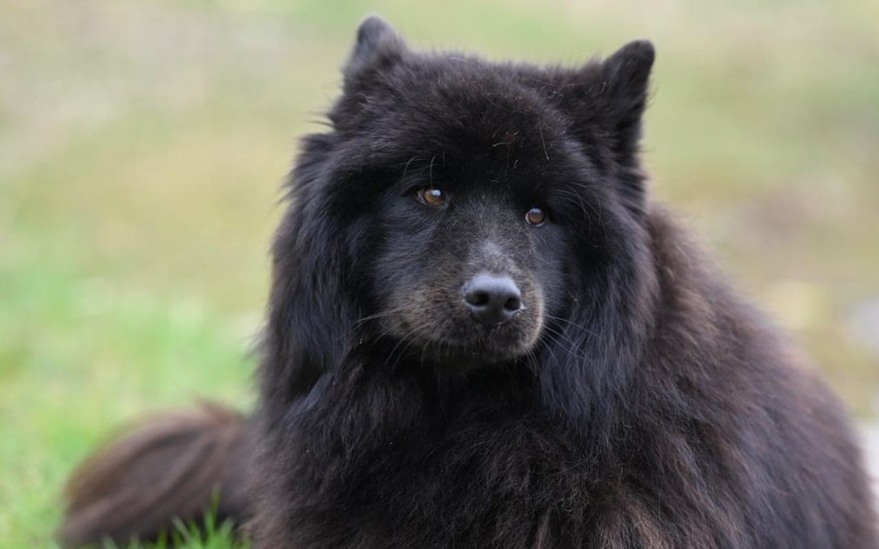 Finnish Spitz dog breed portrait