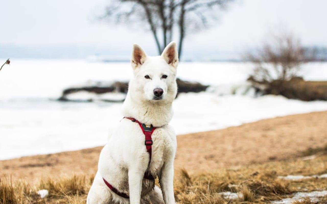 Finnish Spitz — gallery 2
