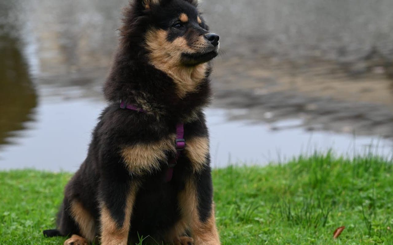 Finnish Spitz — gallery 3