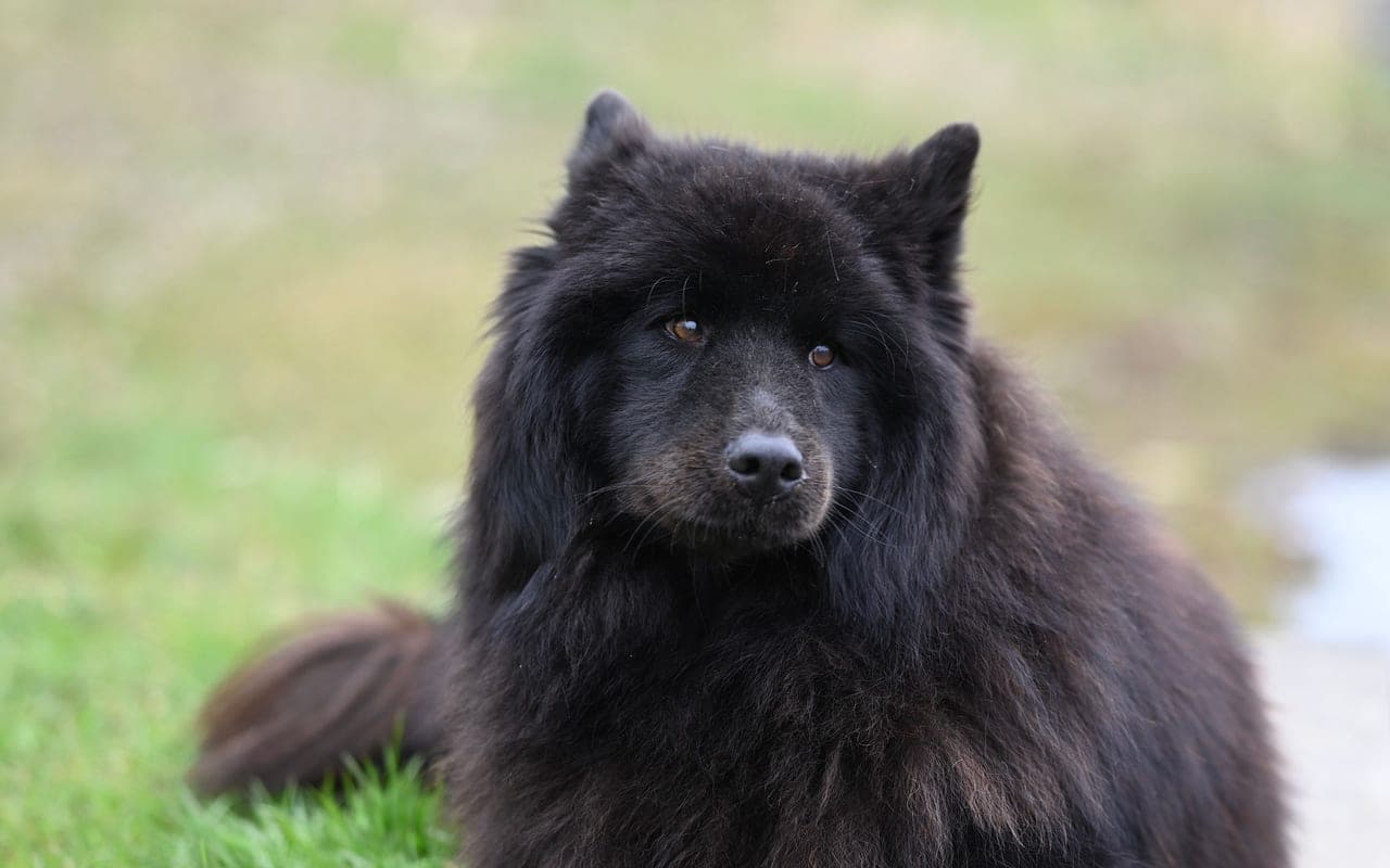 Finnish Spitz — photo by JacLou- DL (Pexels)