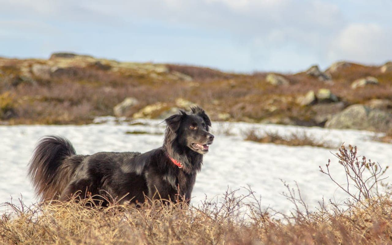 Flat-Coated Retriever