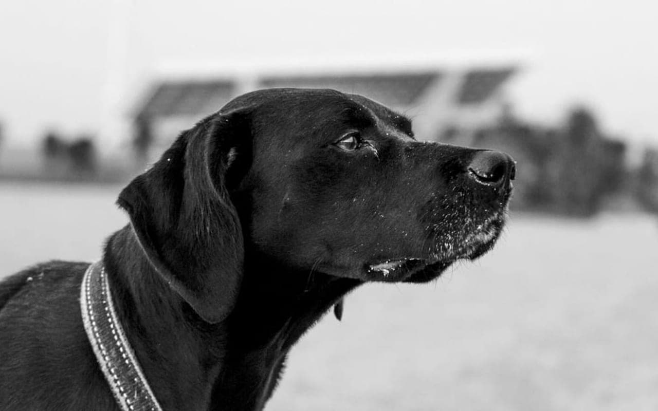 Flat-Coated Retriever — gallery 2
