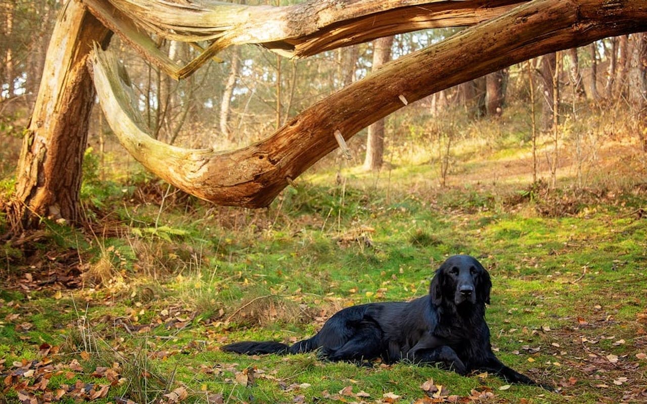 Flat-Coated Retriever — gallery 3