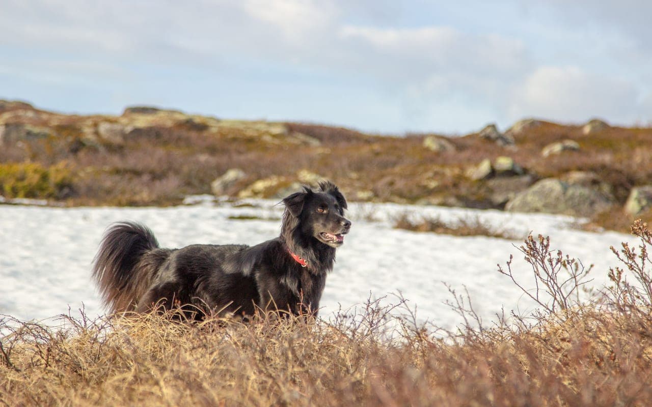 Flat-Coated Retriever — photo by Alina Bystrova (Pexels)