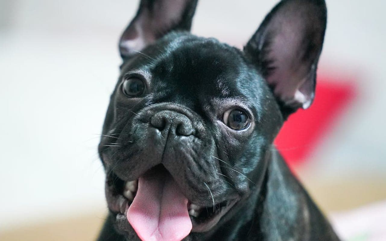 French Bulldog dog breed